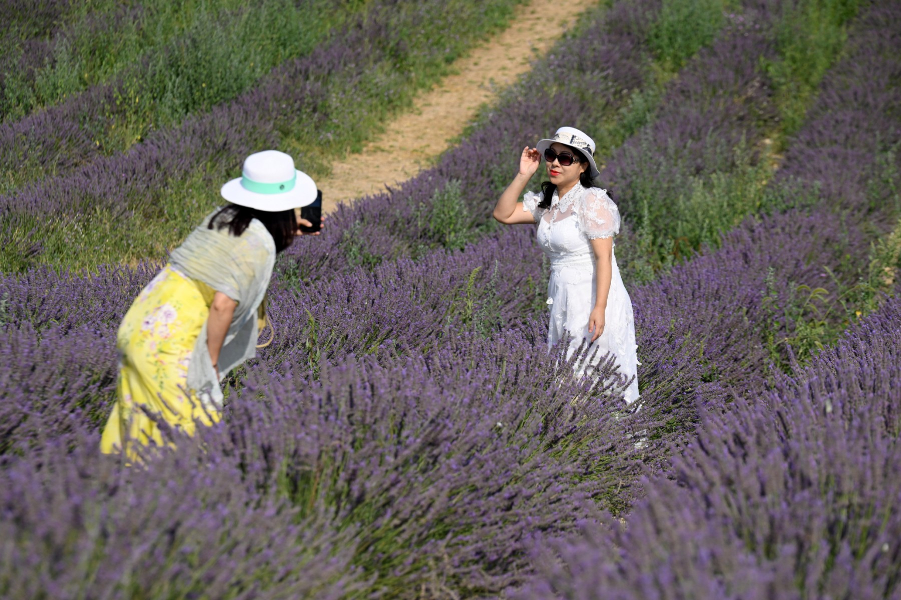 En Provence, malgré les sécheresses récurrentes, les champs de lavande attirent toujours les foules