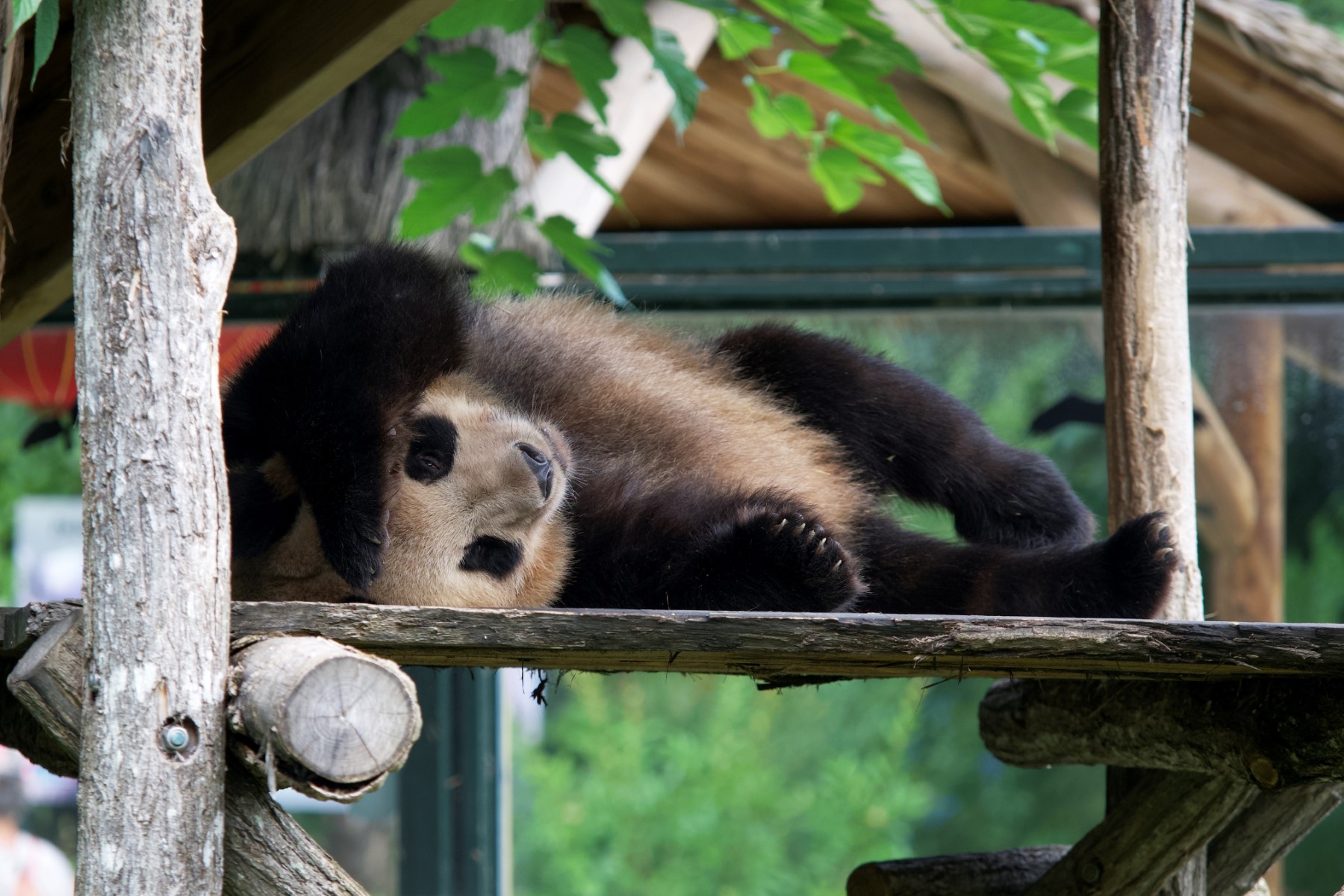 Le panda star Yuan Meng a quitté la France sous les applaudissements