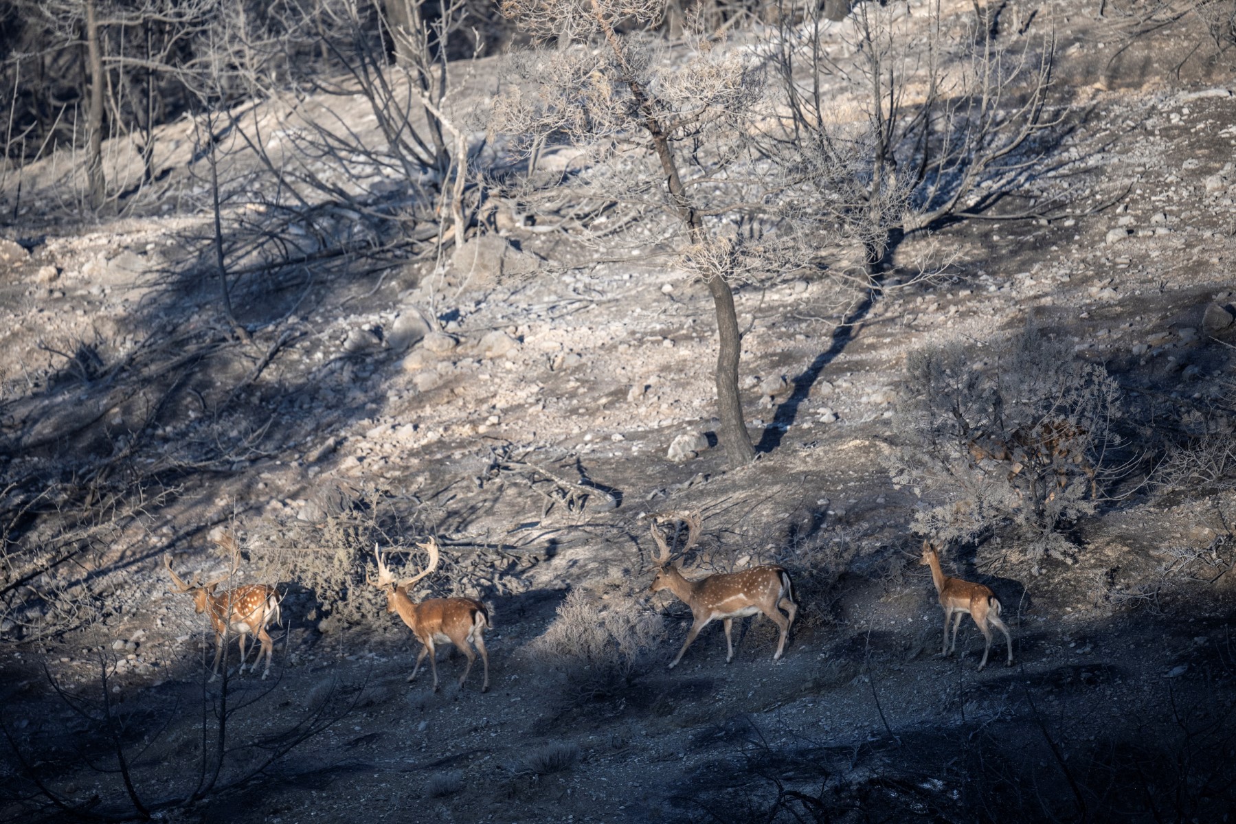 La Grèce toujours confrontée à des températures caniculaires et des incendies