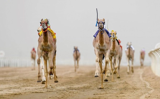 Le Festival des chameaux du prince héritier débutera le 1er août