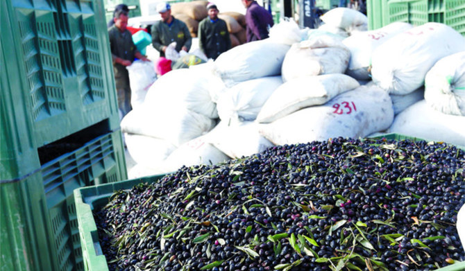 L’industrie tunisienne de l’huile d’olive vit un moment charnière