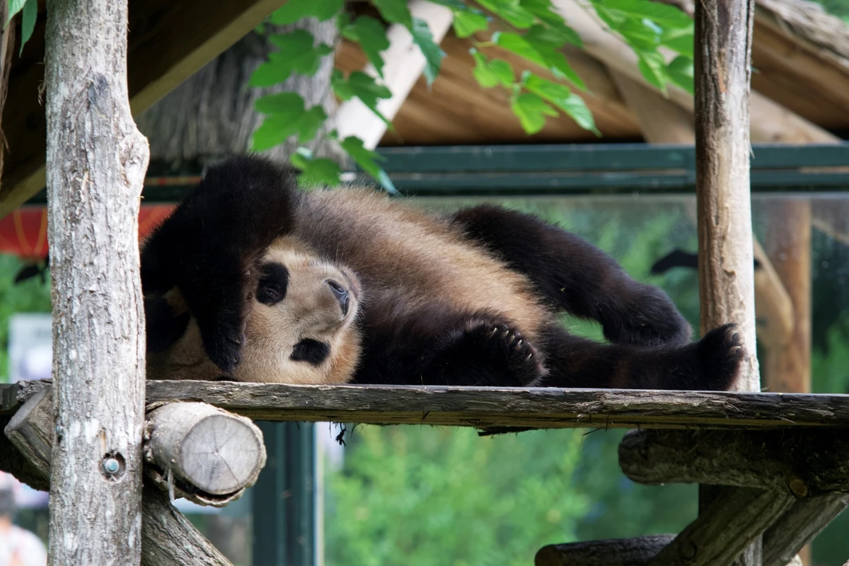 Le panda star Yuan Meng a quitté la France sous les applaudissements
