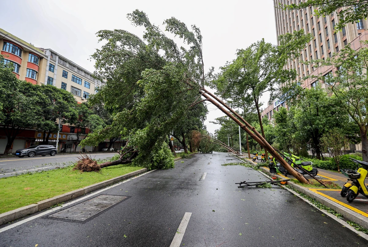 Un arbre tombé après l'arrivée du typhon Doksuri à Jinjiang, dans la province chinoise de Fujian, le 28 juillet 2023. (Photo by AFP/ China Out)