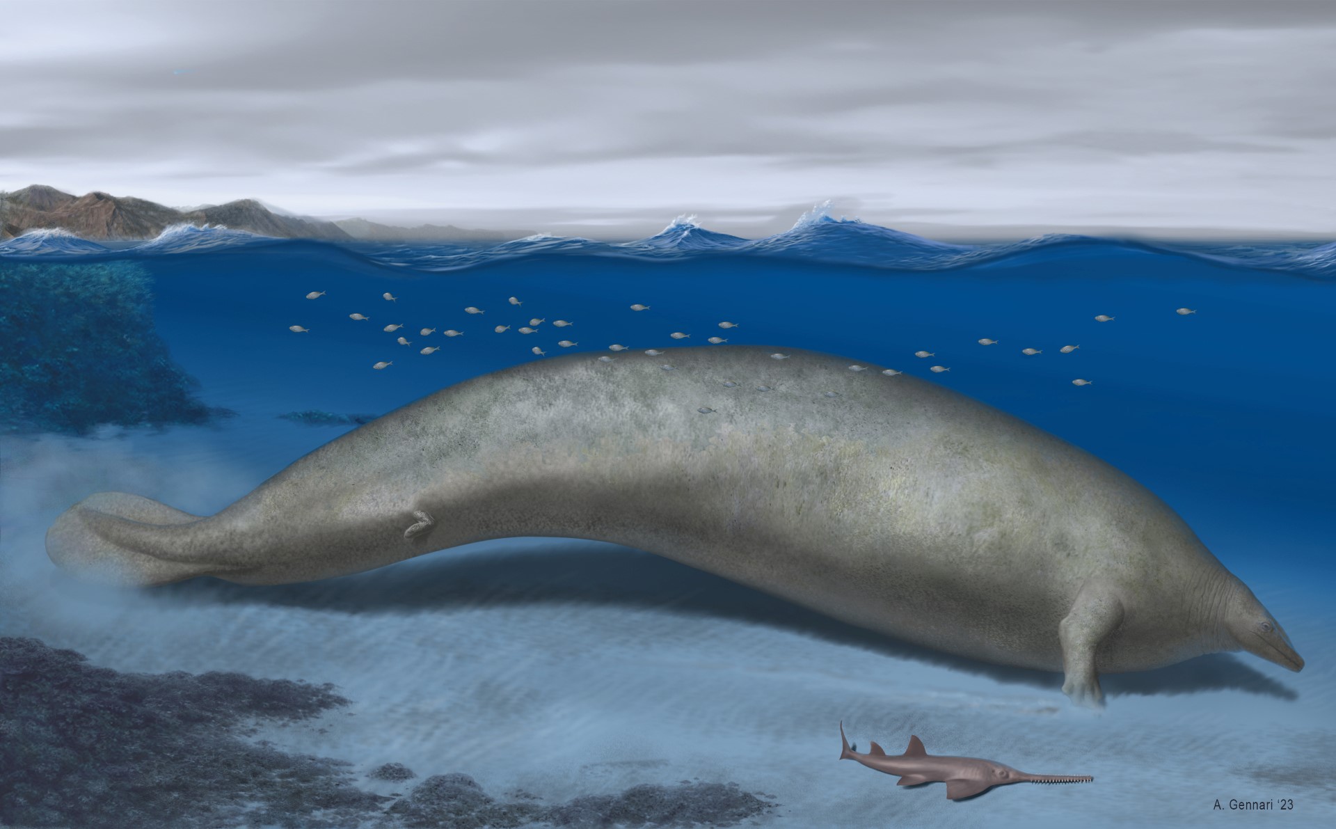 L'animal le plus lourd de tous les temps ? Un ancêtre de la baleine bleue pourrait battre le record