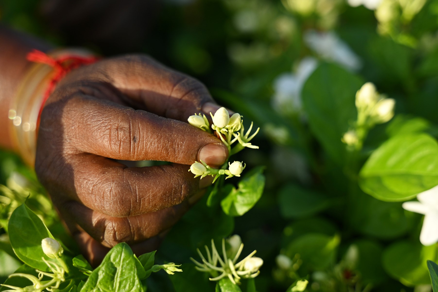 Le jasmin de Madurai, discret ingrédient des parfumeurs du monde entier