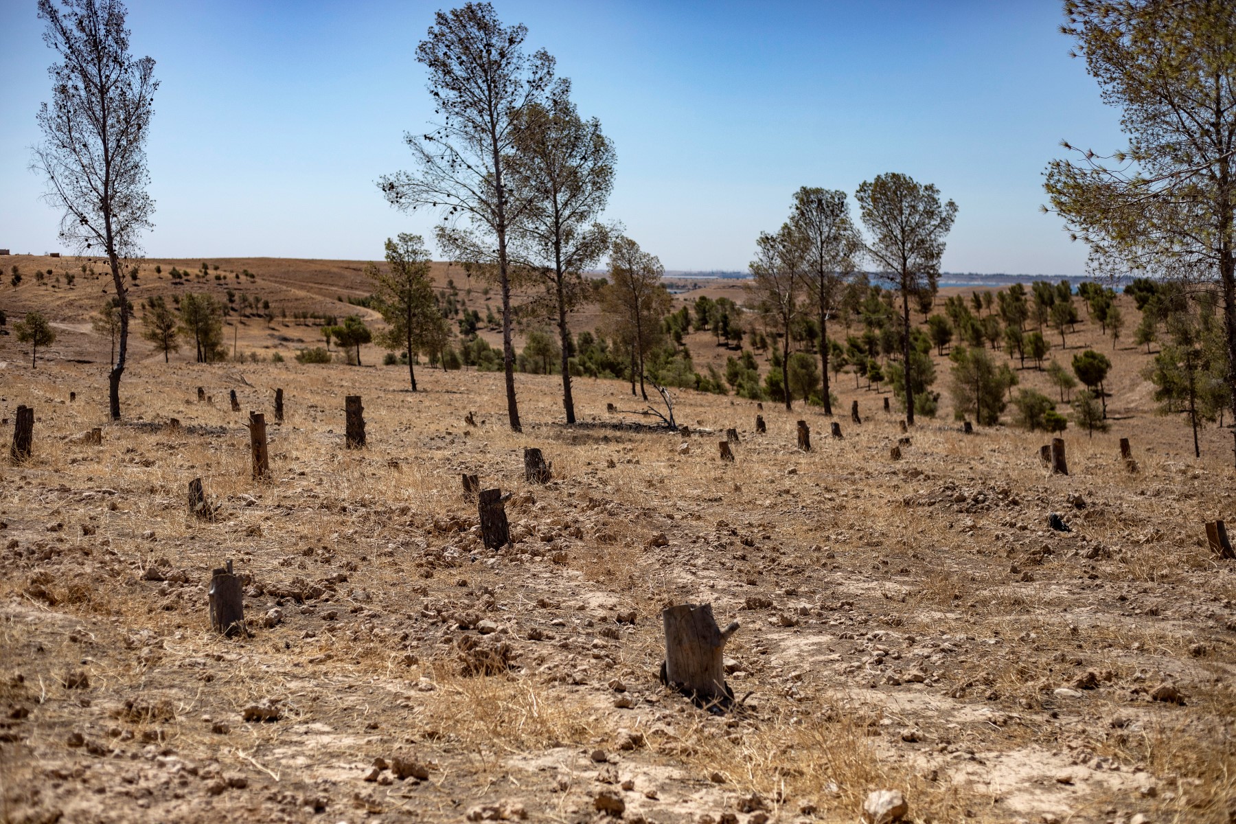 Des arbres coupés se dressent dans la réserve de Tabqa, près du village de Jaabar, dans le gouvernorat de Raqa, au nord-est de la Syrie, le 11 juillet 2023. (Photo par Delil Souleiman / AFP)