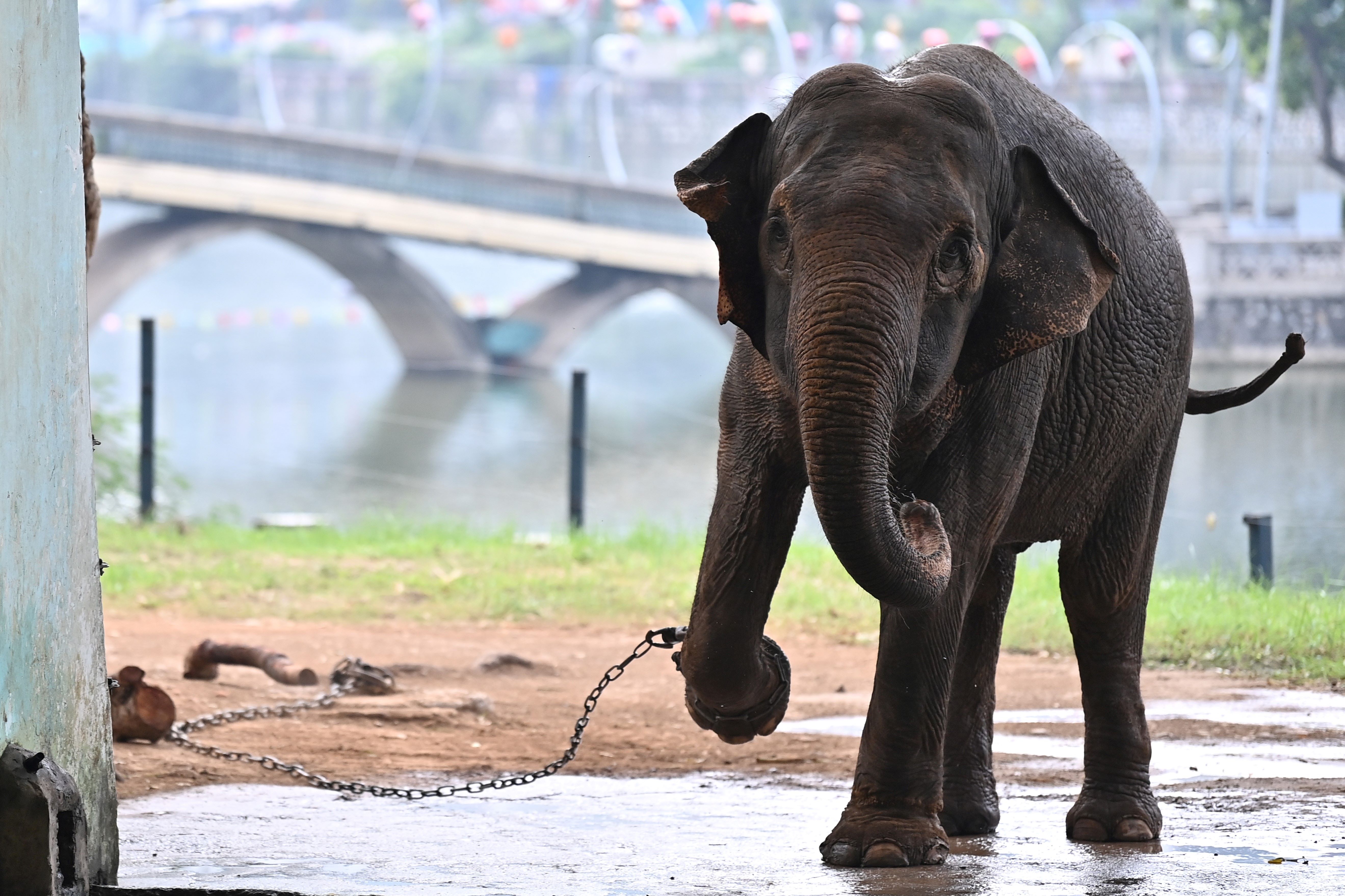Deux éléphantes enchaînées dans un zoo émeuvent le Vietnam