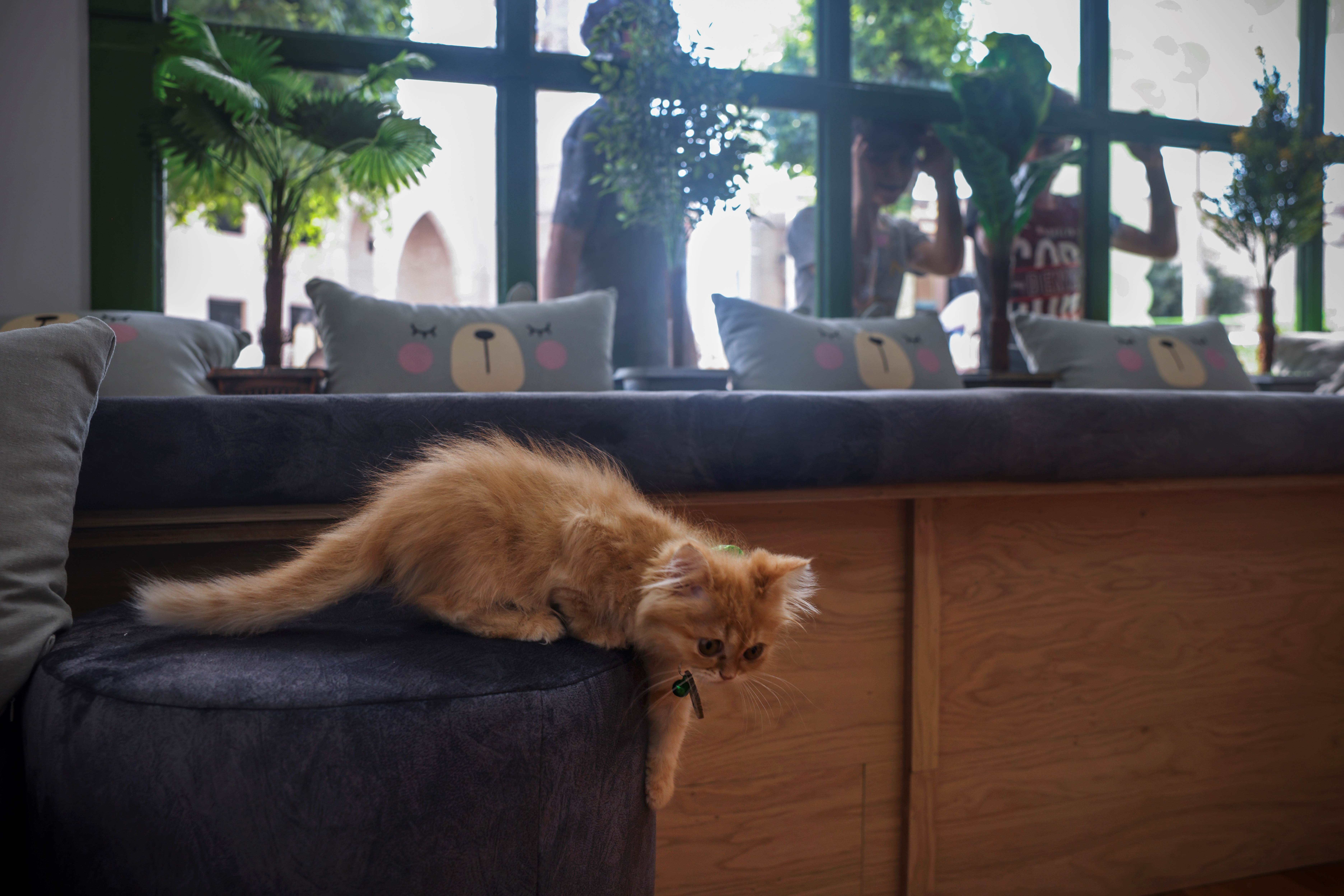 Un café pour chats offre des moments de répit aux Gazaouis