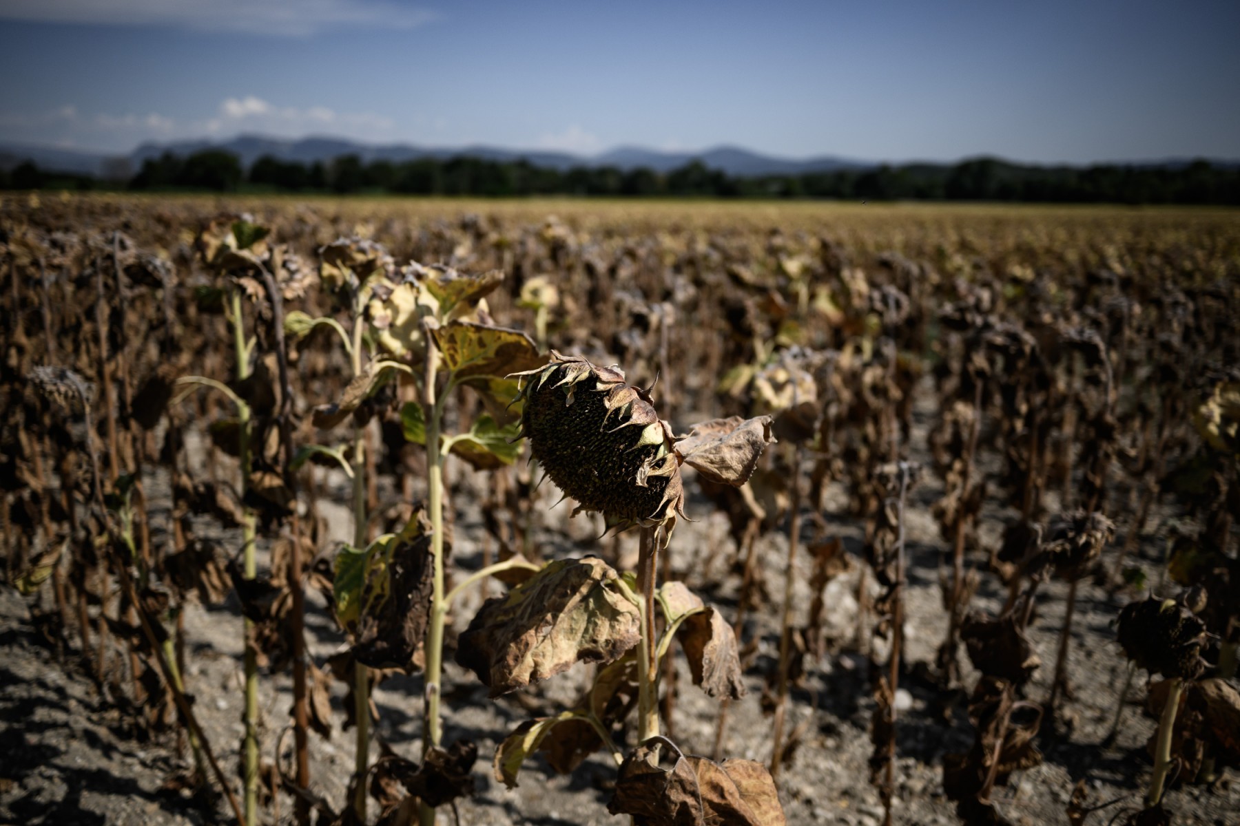 Été 2023, meurtres, naufrages et canicule