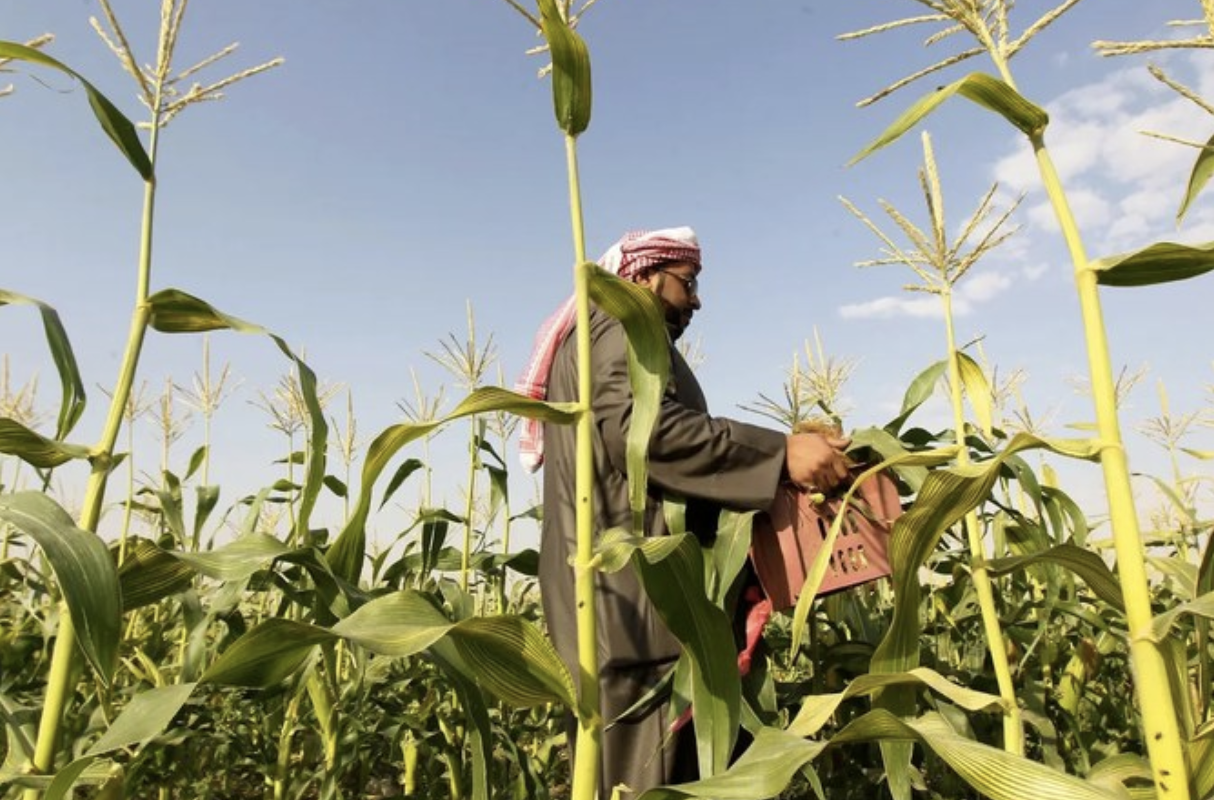 Signature d'un accord pour améliorer l'efficacité des agriculteurs saoudiens et garantir la sécurité alimentaire