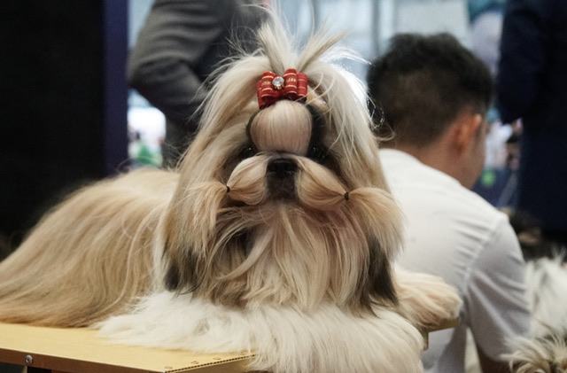 Robe de soirée, clonage et robot au salon animalier de Shanghai