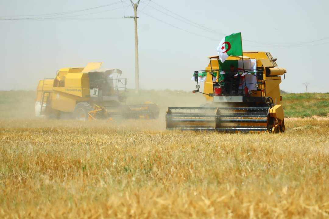 Algérie, le rendement agricole affecté par le changement climatique