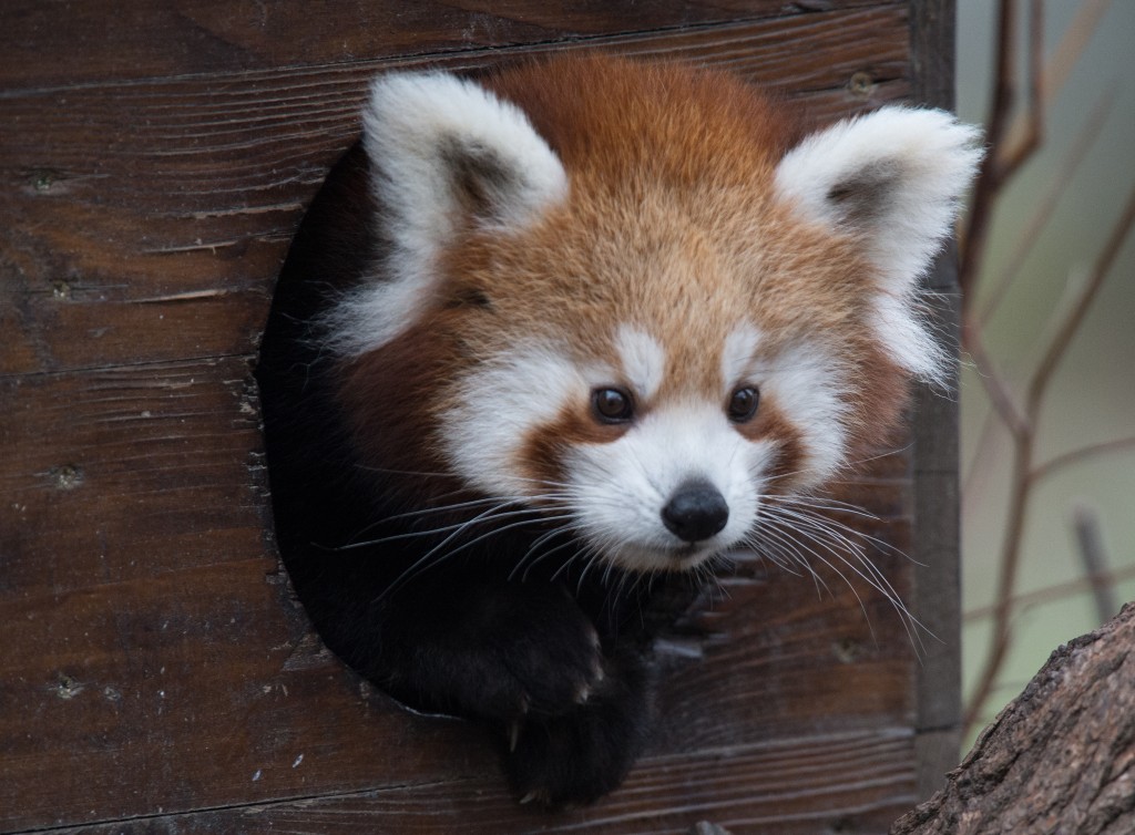 Un petit panda roux de quatre mois regarde à travers le trou d'une cabane en bois au zoo de Bratislava, le 13 novembre 2014. Le panda roux, également connu sous le nom de petit panda et de chat-ours roux, est un petit mammifère arboricole originaire de l'est de l'Himalaya et du sud-ouest de la Chine. (Photo JOE KLAMAR / AFP)