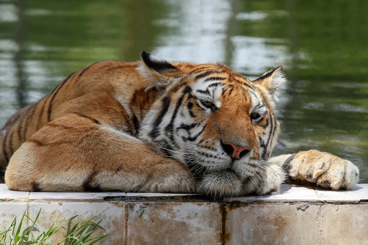 Au zoo de Bagdad, par 50 degrés, les tigres de Sibérie tirent la langue