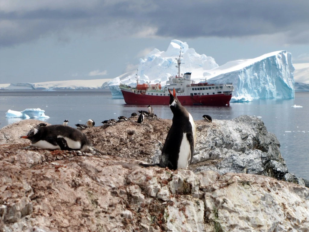 Les poussins de manchots empereurs, premières victimes de la fonte de la banquise en Antarctique
