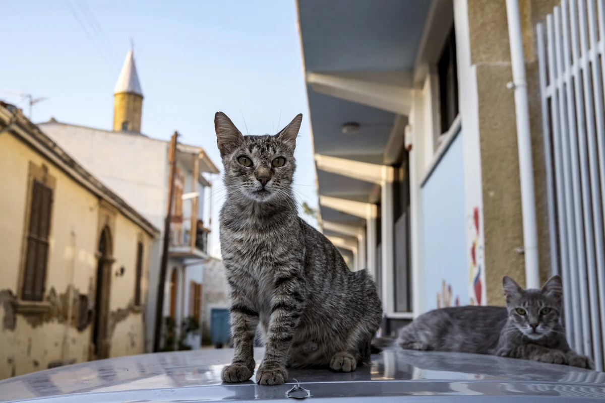 A Chypre, les chats recevront un traitement contre le Covid