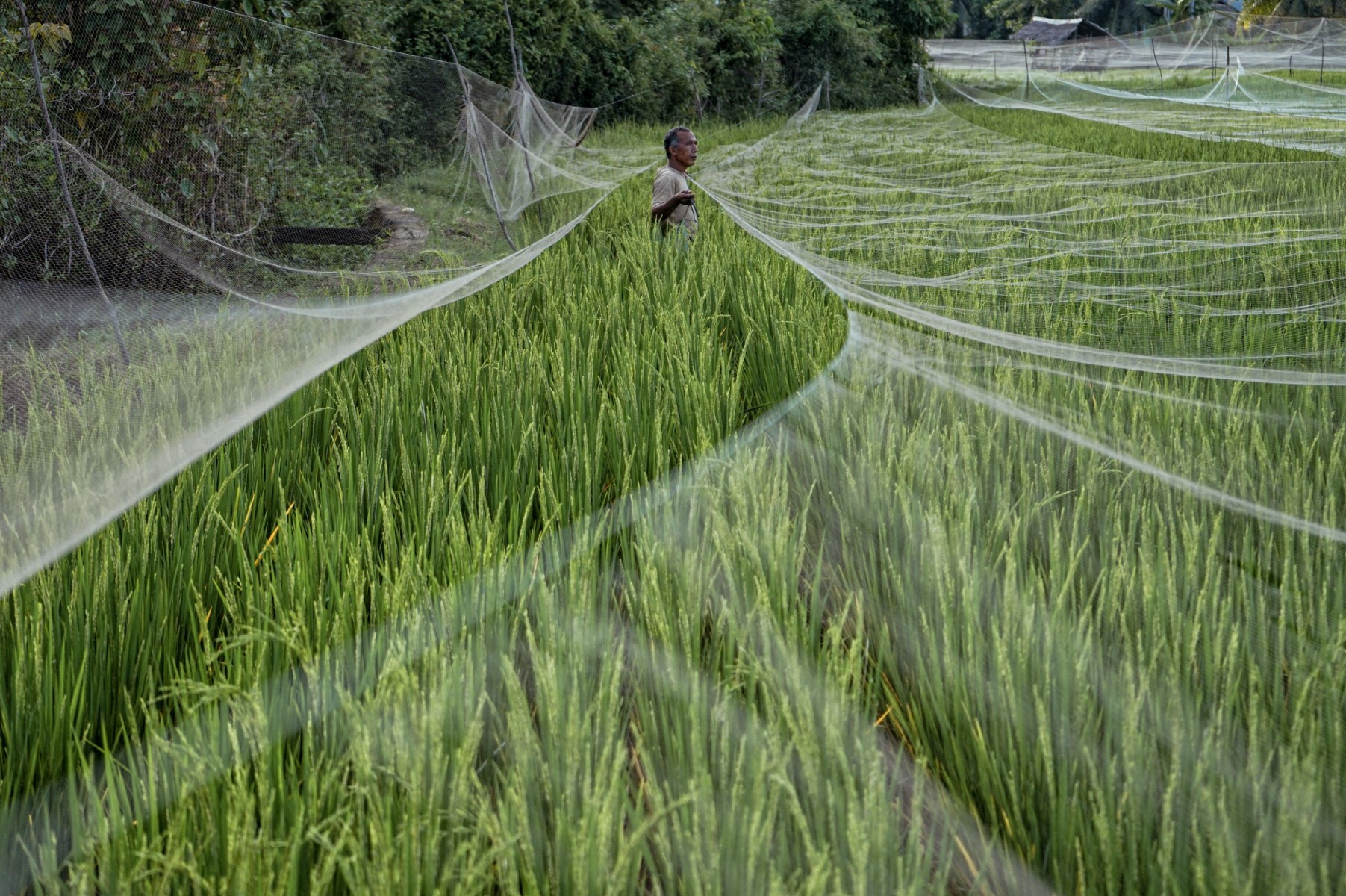 Un agriculteur étend un filet pour éloigner les oiseaux dans sa rizière au village de Cot Girek, à Lhokseumawe, le 20 mai 2022. (Photo Azwar Ipank AFP)