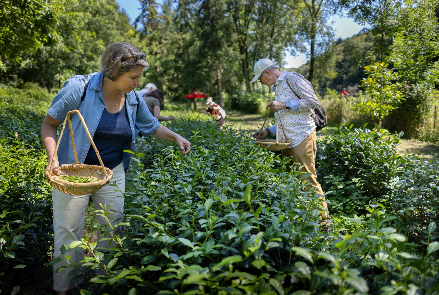 Des visiteurs cueillent des feuilles de thé au jardin de la Filleule des fées à Languidic, dans l'ouest de la France, le 9 août 2023. (Photo Fred Tanneau AFP)