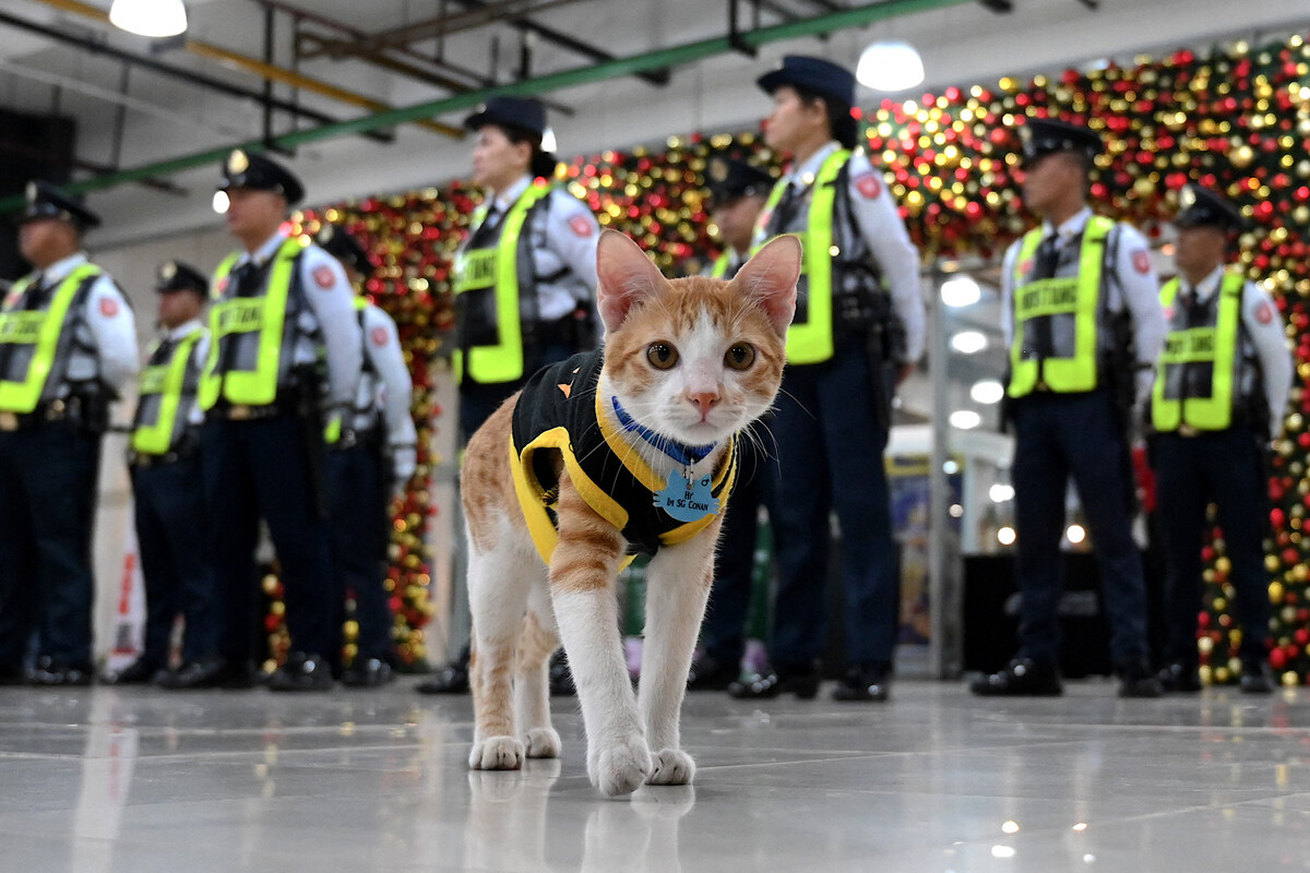 Patrouille sur pattes : les agents de sécurité philippins adoptent des chats errants