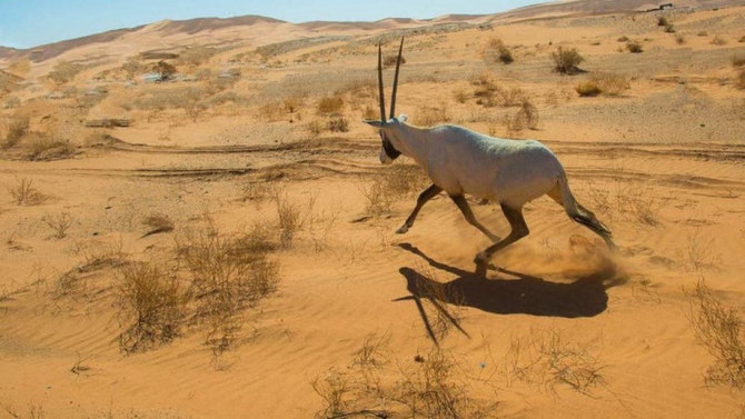 La réserve saoudienne d'Uruq Bani Ma'arid sur la Liste du patrimoine mondial de l'Unesco