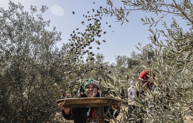 La sécheresse en Europe a été une bénédiction pour les producteurs d'huile d'olive du Moyen-Orient