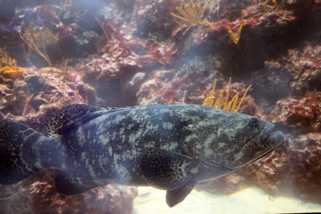 Un mérou Goliath nage dans un aquarium du Phillip and Patricia Frost Museum of Science le 07 octobre 2021 à Miami, Floride. (Photo Joe Raedle Getty Images AFP)