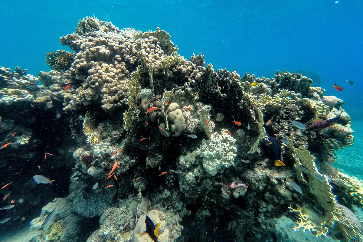 Des poissons nagent près d'un récif corallien dans les eaux de la mer Rouge, près de la ville d'Eilat, dans le sud d'Israël, le 14 septembre 2023. (Photo de Menahem Kahana AFP)