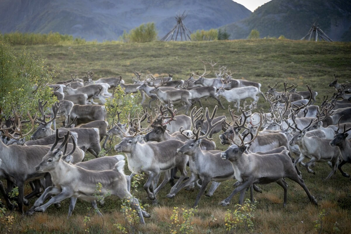 Norvège: à travers fjords, glaciers et montagnes, les rennes achèvent leur transhumance d'été