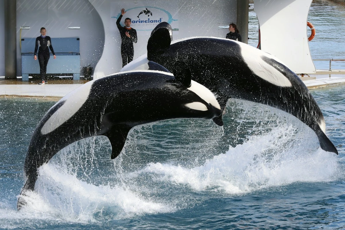 La justice ordonne une expertise sur les orques du Marineland