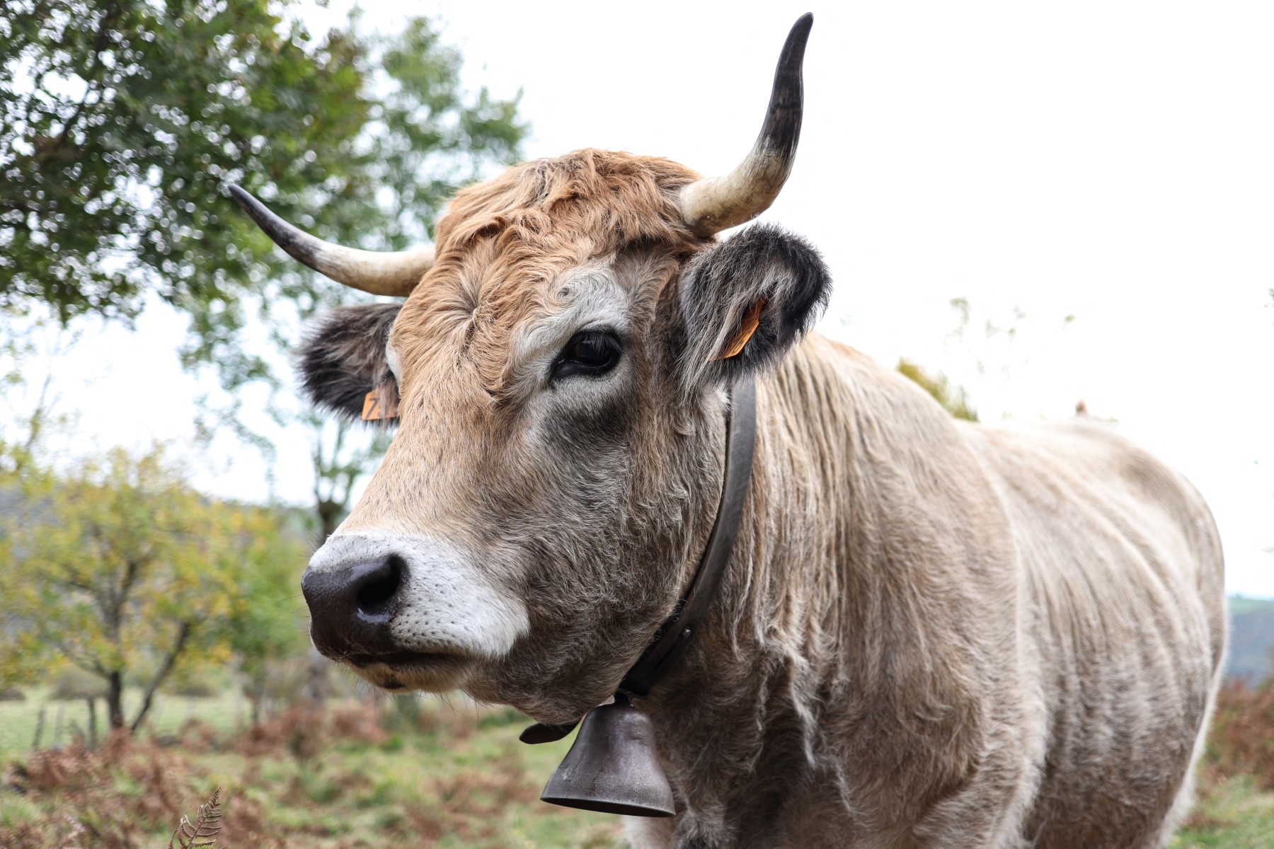 Progression d'une maladie hémorragique épizootique en France