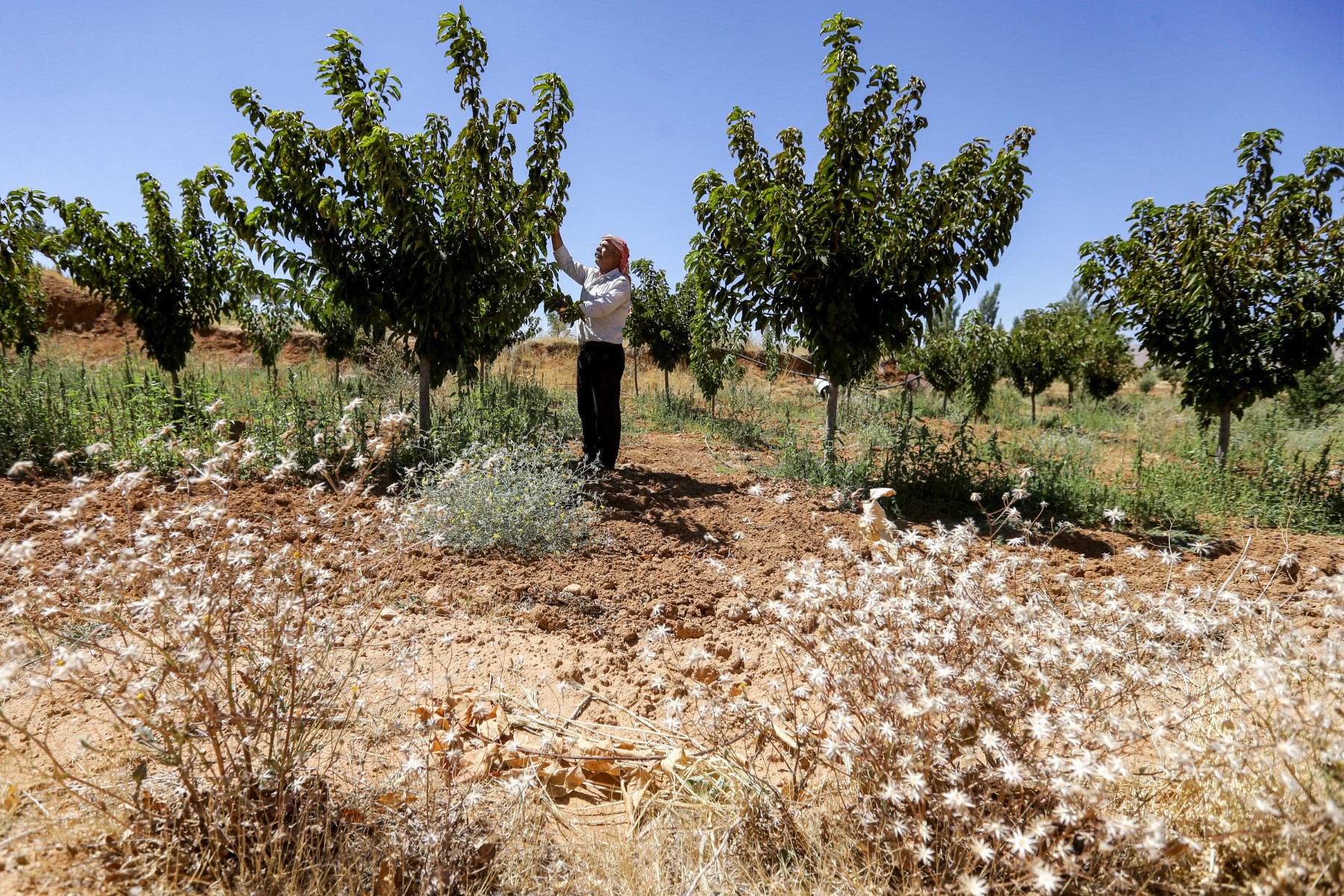 Forum économique mondial: vers une transition verte dans la région Mena
