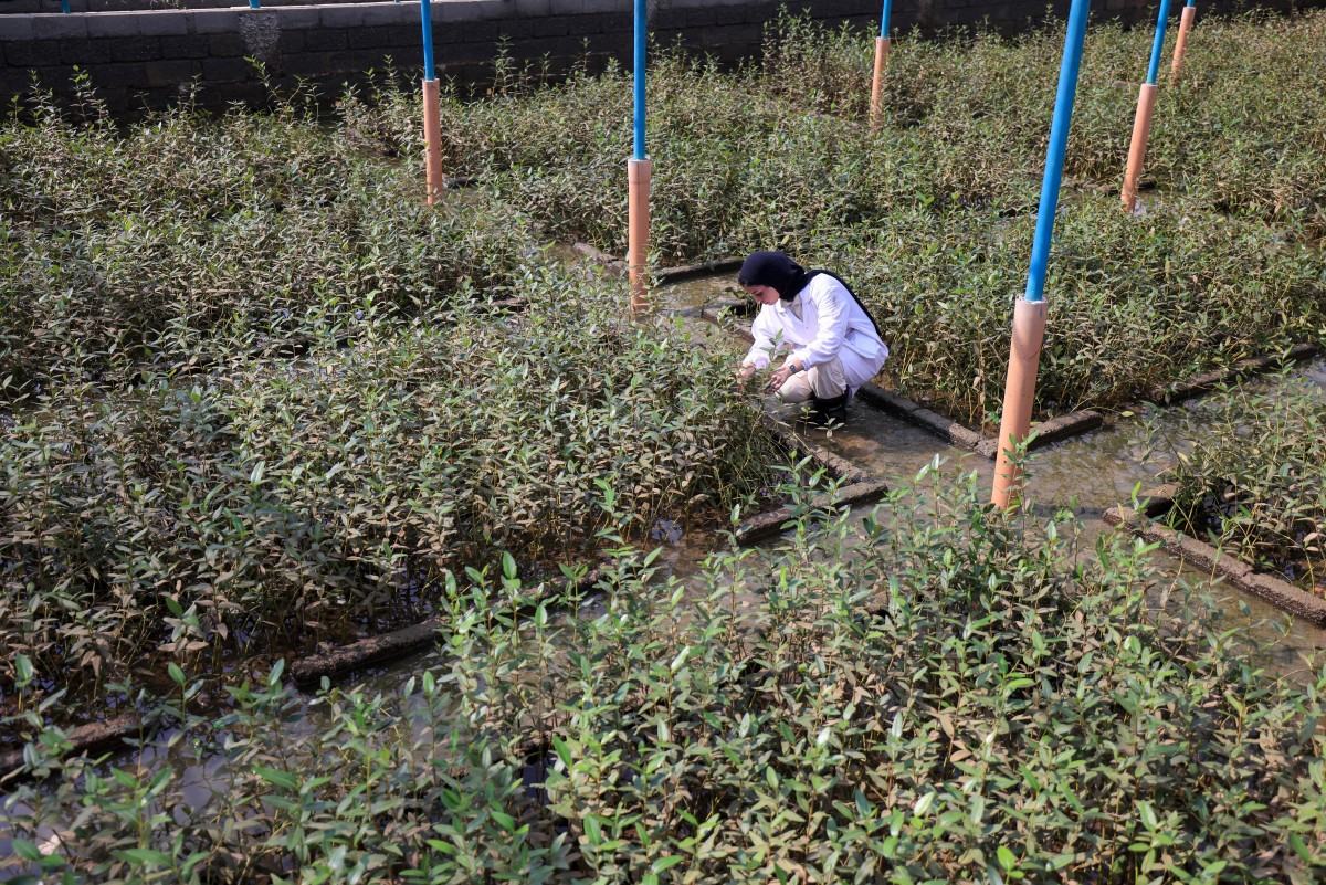 Oman fait revivre ses mangroves, un puits de carbone menacé par le changement climatique