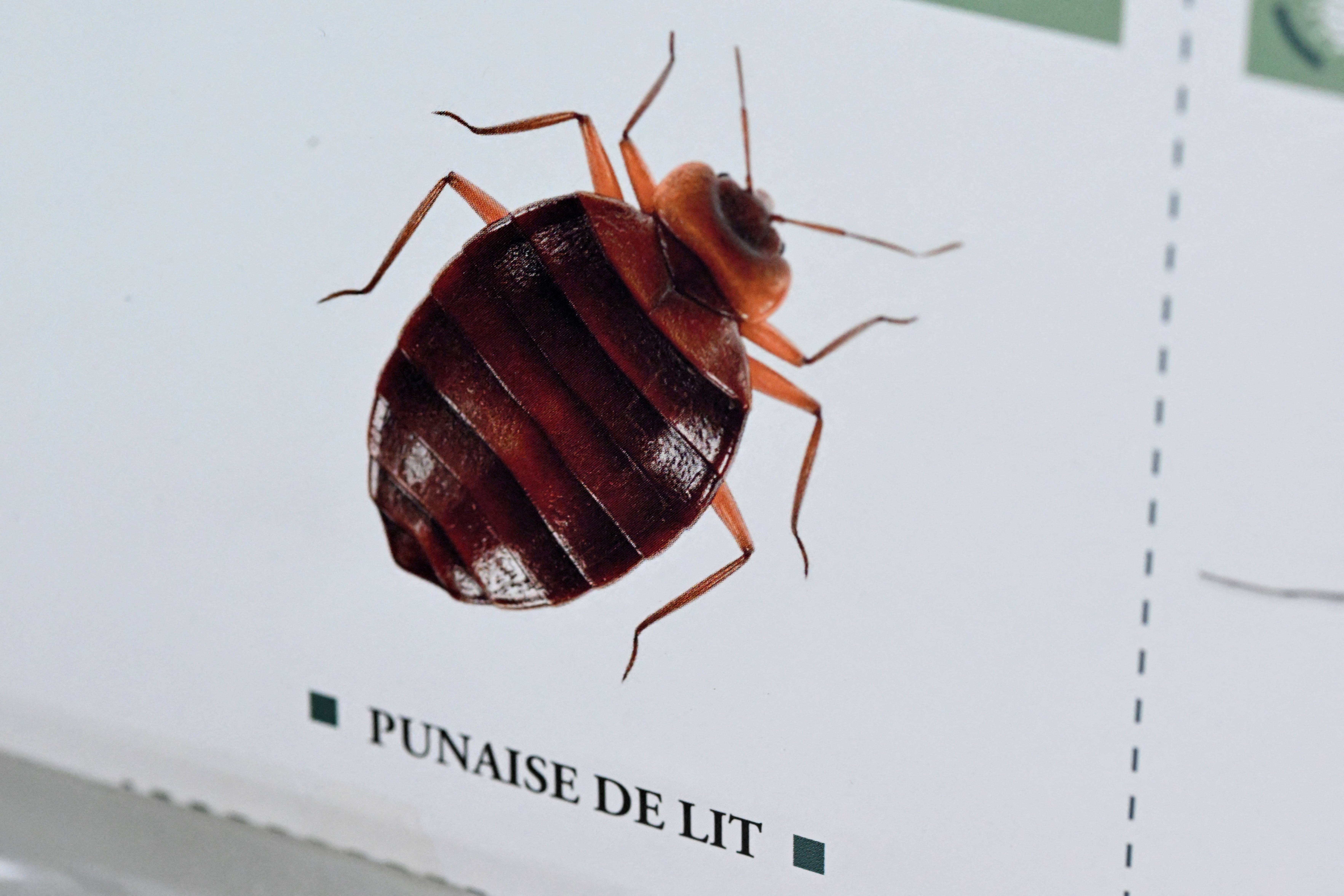 Punaises de lit: des professeurs d'un lycée parisien font valoir leur droit de retrait