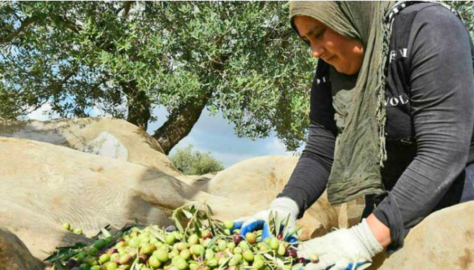 Campagne oléicole à Kairouan: La récolte s’annonce bonne
