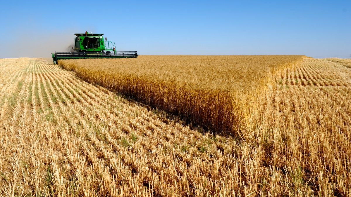 L’Agriculture saharienne, un choix stratégique?
