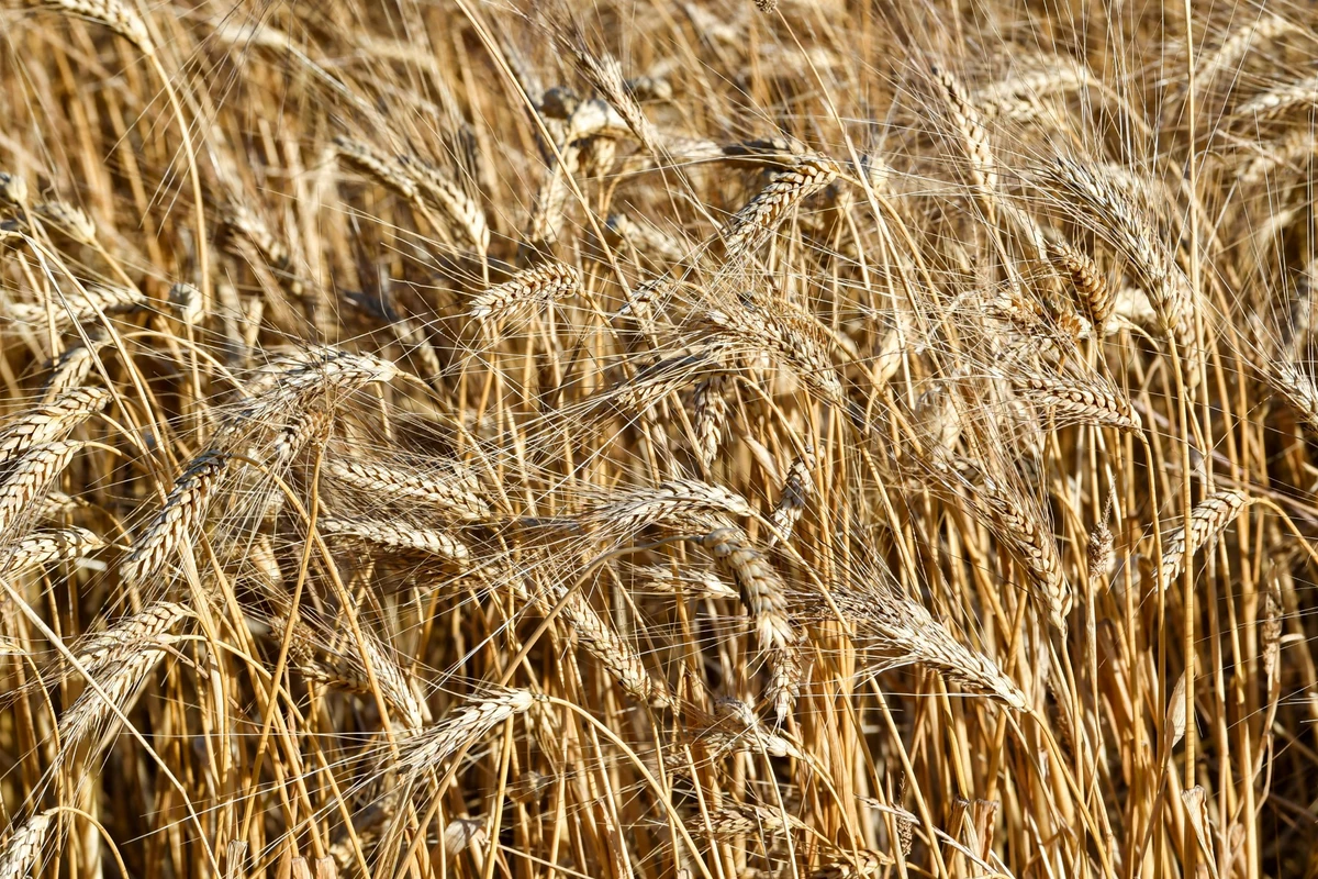 Agriculture intelligente et sécurité alimentaire