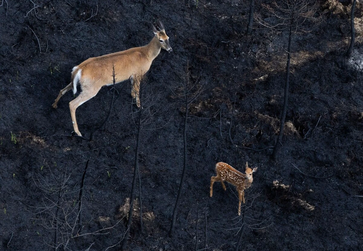 Sur les terres brûlées canadiennes, les animaux ont disparu