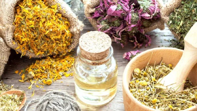 Plantes médicinales à Kairouan: Une culture en vogue