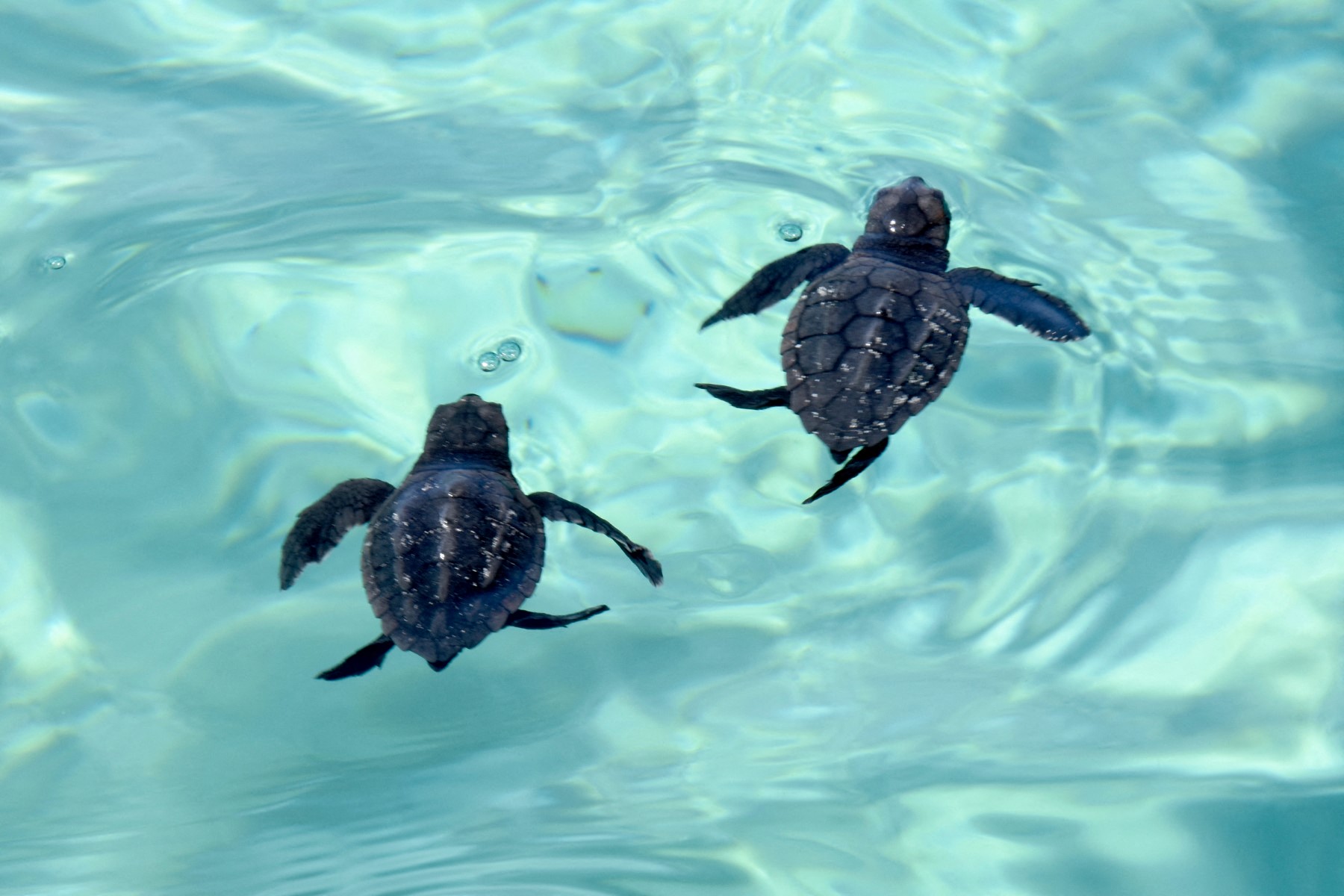 Tunisie: un centre unique au Maghreb pour les tortues en danger