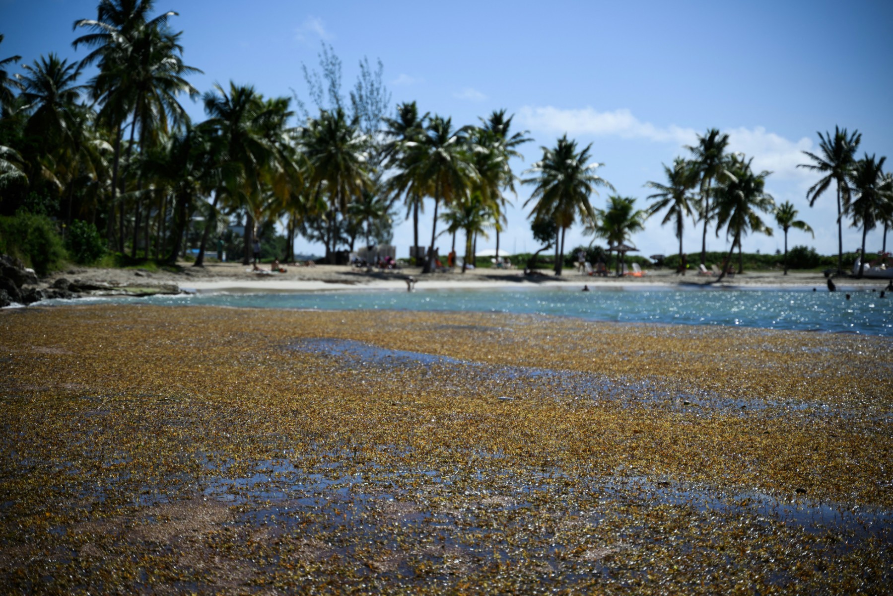 En Guadeloupe, des solutions fondées sur la nature pour réduire l'érosion des côtes