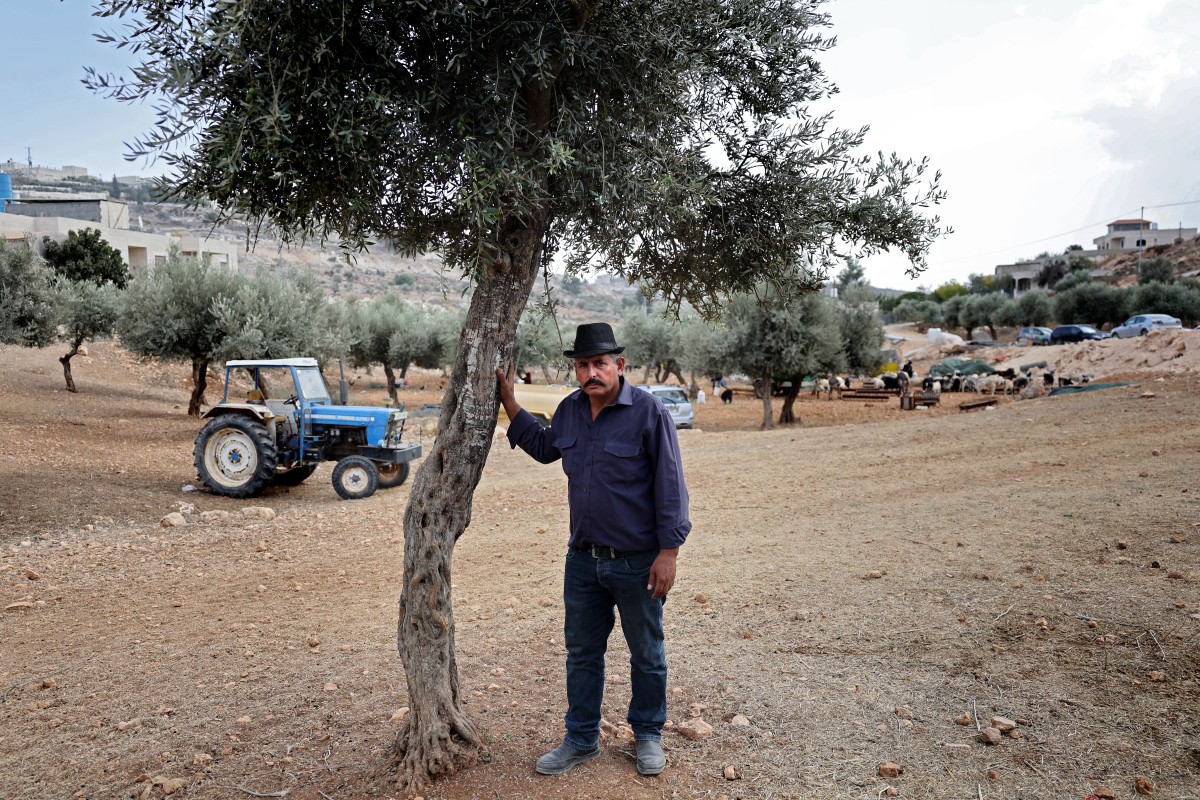 En Cisjordanie occupée, les colons menacent la récolte des olives
