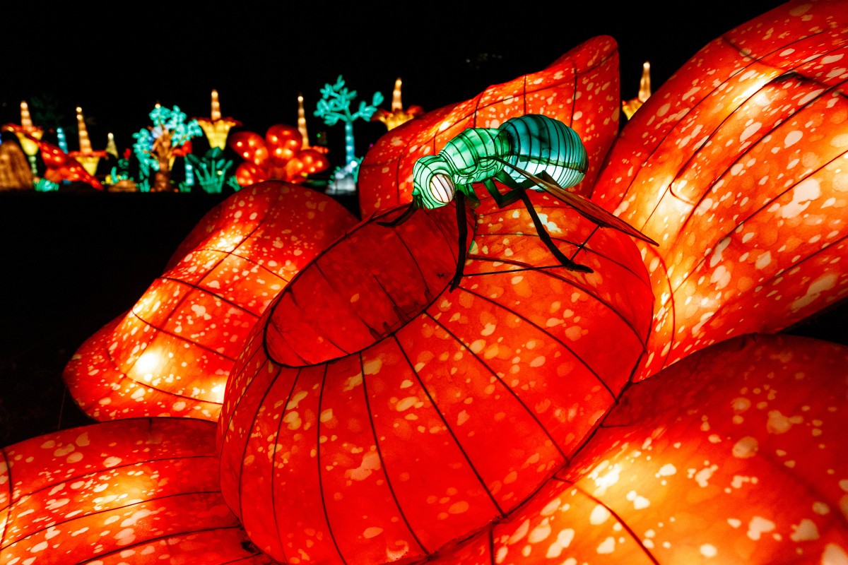 Des structures lumineuses en forme sont exposées au Jardin des Plantes à Paris, dans le cadre de l'exposition "Jungle en voie d'illumination", le 17 novembre 2023. (Photo Dimitar Dilkoff AFP)