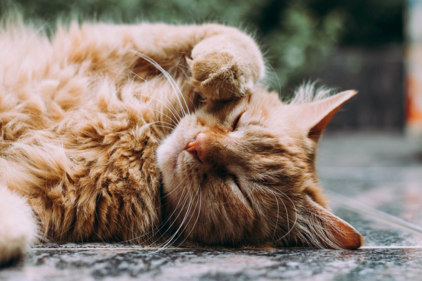 Le salon du chat, l'événement adorable autour des boules de poils au pavillon Baltard