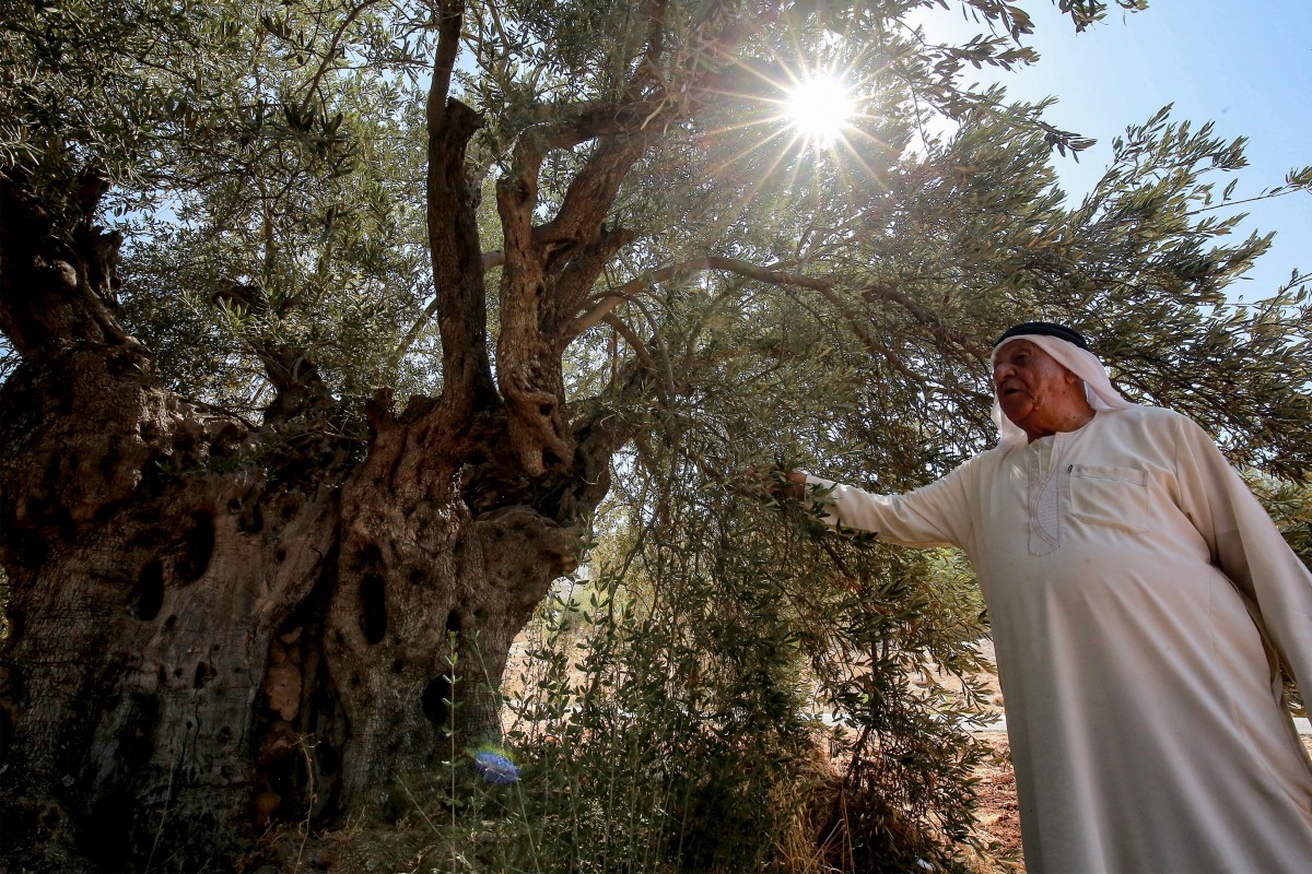 En Jordanie, sauver les oliviers millénaires