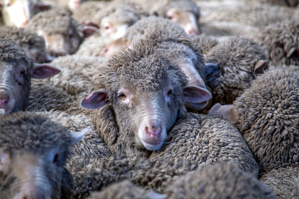 Cette photo prise le 21 septembre 2023 montre des moutons attendant d'être tondus à la station de Lake Hawea, d'une superficie de 6 500 hectares, située sur les rives orientales du lac Hawea, près de la ville de Wanaka, sur l'île du Sud de la Nouvelle-Zélande. Musique classique, matelas moelleux et le plus doux contact d'une tondeuse à laine : bienvenue dans la ferme néo-zélandaise où les moutons sont peut-être les plus choyés du monde. (Photo Kavinda Herath AFP)