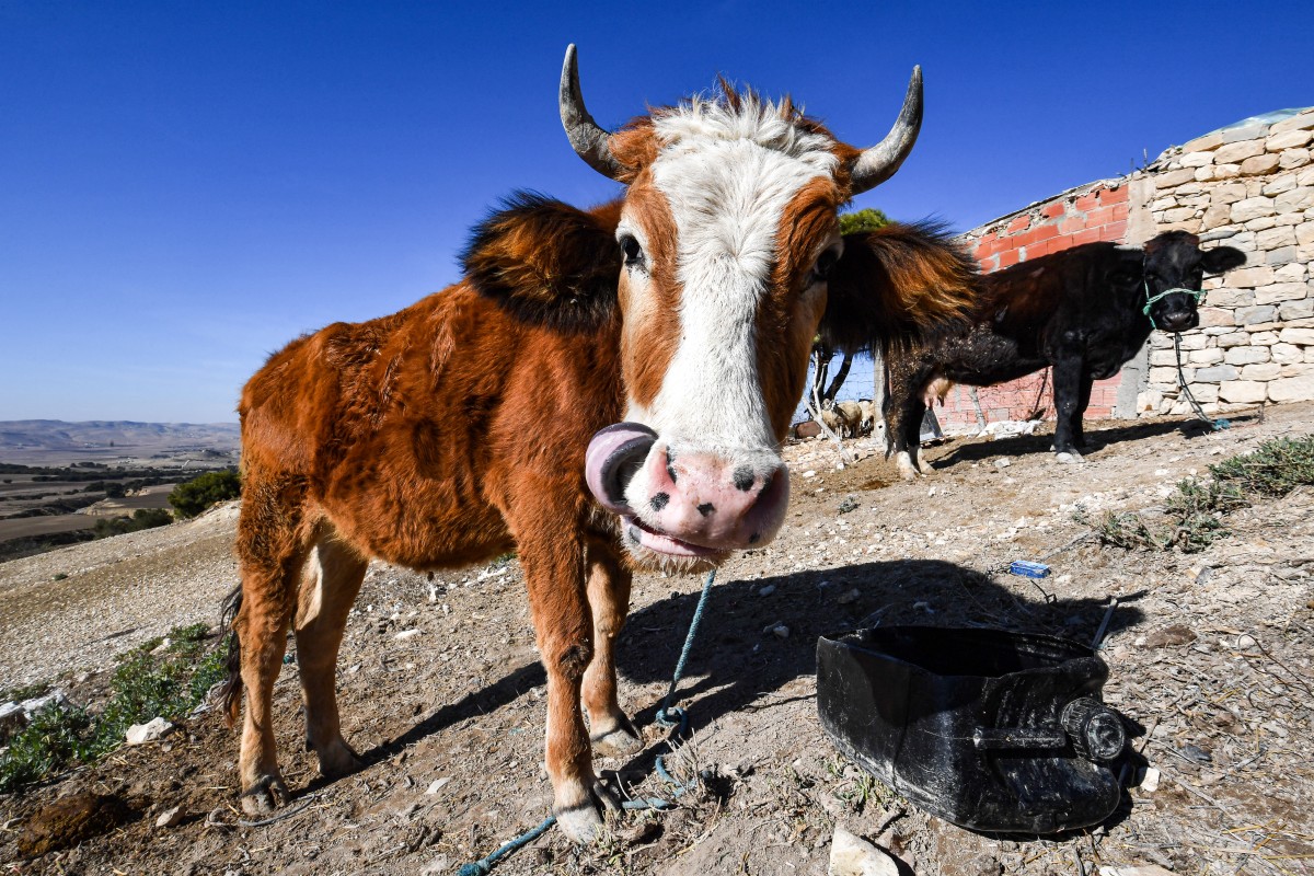 En Tunisie, un village assoiffé par le changement climatique