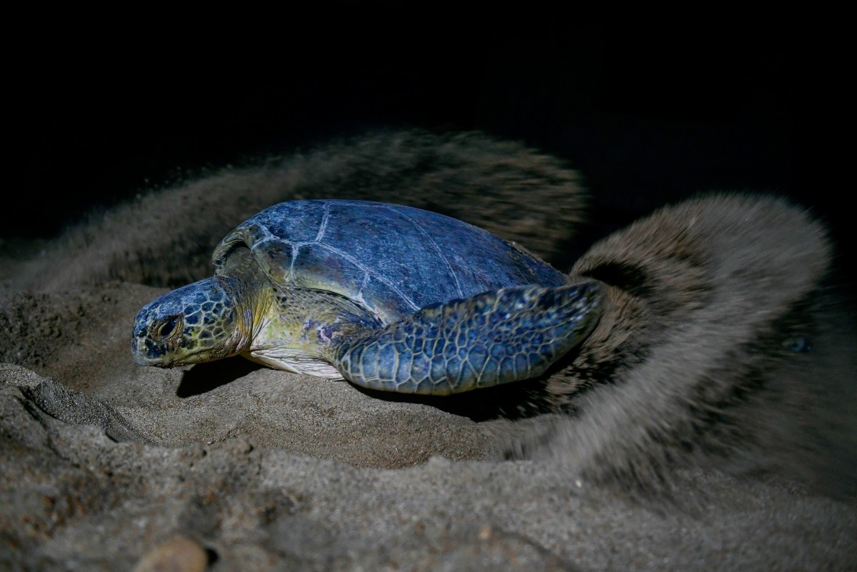 Au Pakistan, la lutte pour préserver les tortues vertes de l'expansion urbaine