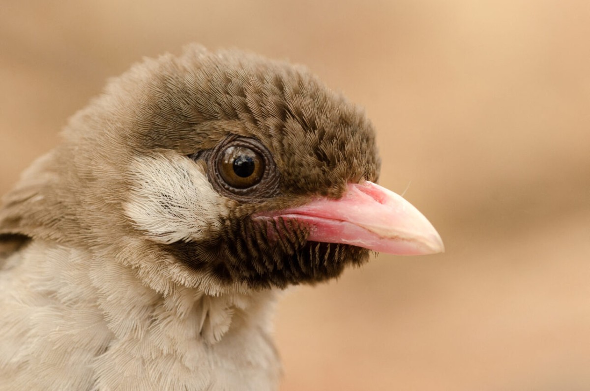 En Afrique de l'Est, des oiseaux savent distinguer les appels des chasseurs de miel