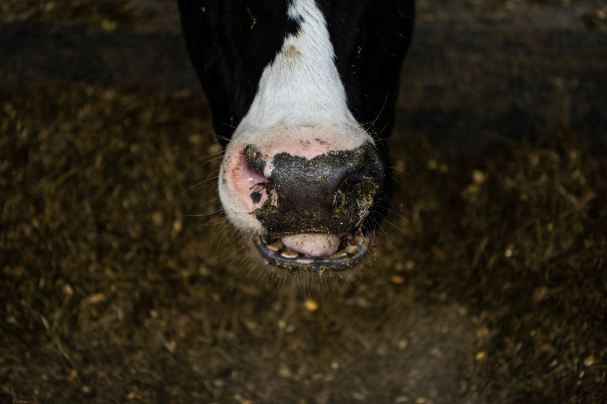 L'élevage produit 12% des émissions humaines de gaz à effet de serre, selon la FAO