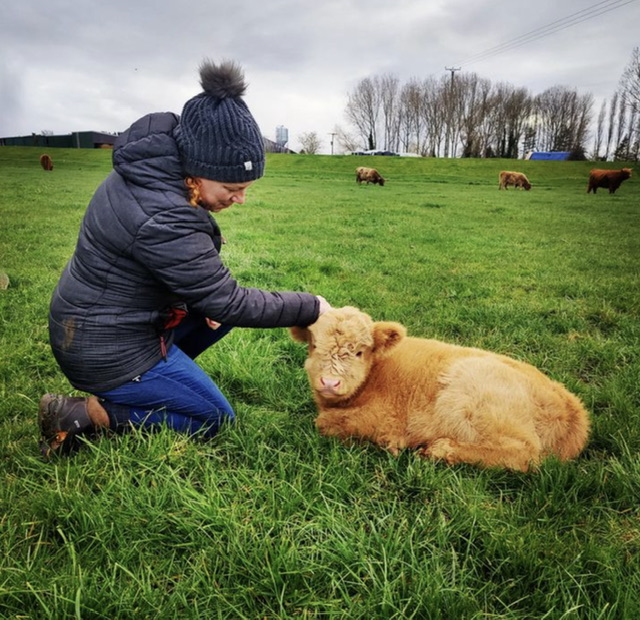 Contre le stress, des éleveurs anglais proposent des séances de câlins avec leurs vaches